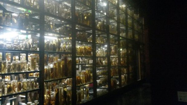 Museum für Naturkunde Berlin, open storage for fluid specimens in gallery (Emilia Kingham)