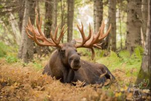 Large bull moose photographed by Coby Brock in a natural setting.