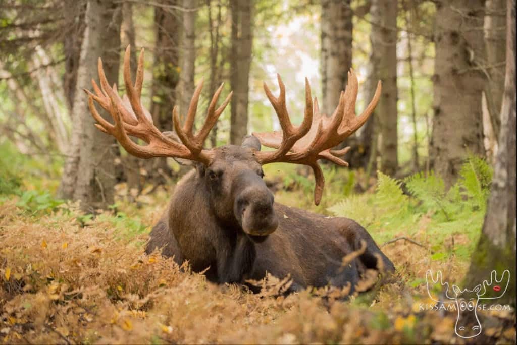 Large bull moose photographed by Coby Brock in a natural setting.