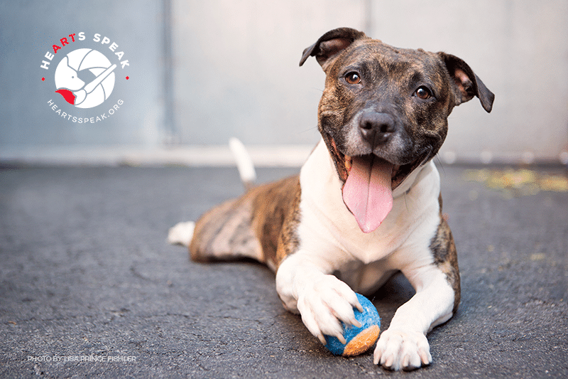 Dog with HeartSpeak logo promoting animal adoption awareness.