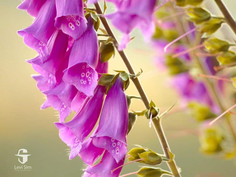 Close-up of Purple Foxglove (Digitalis purpurea) plant TruLife Acrylic hiking photography display