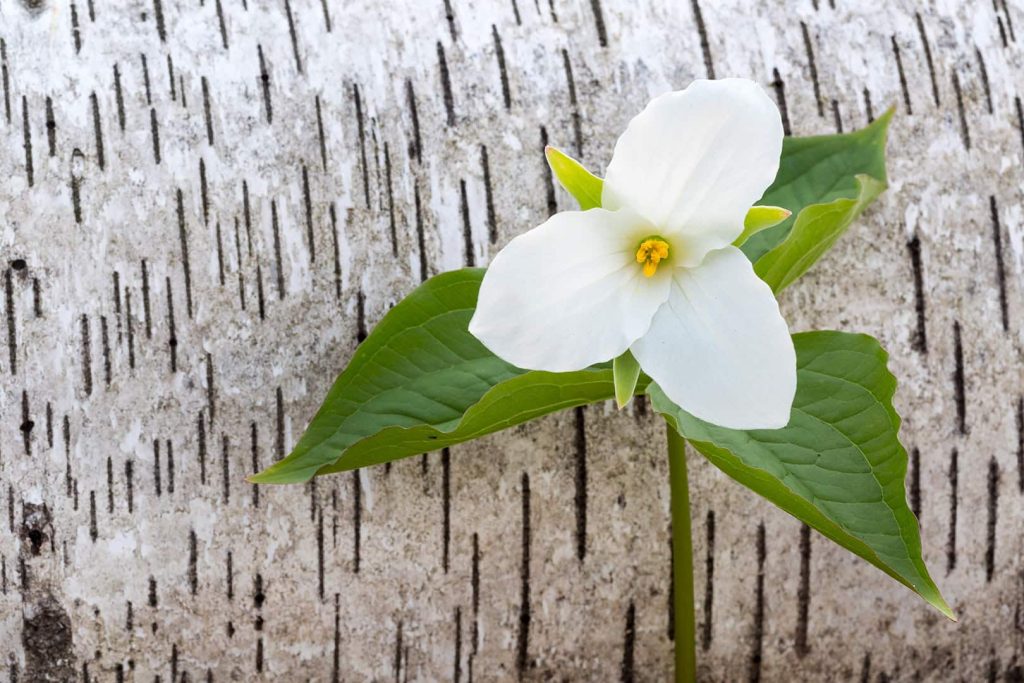 White Trillium